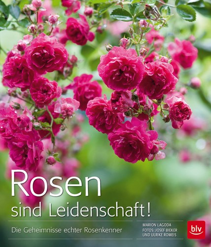 Rose sono passione - sono, passione!: